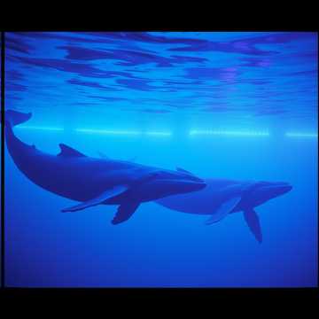 Creepy-whale-song